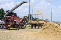 Seperating the wheat with old tractor, early days.