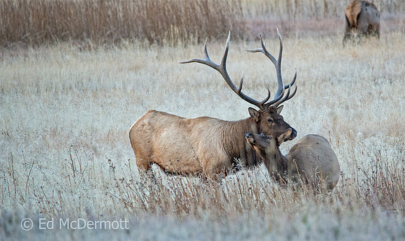 Elk Love