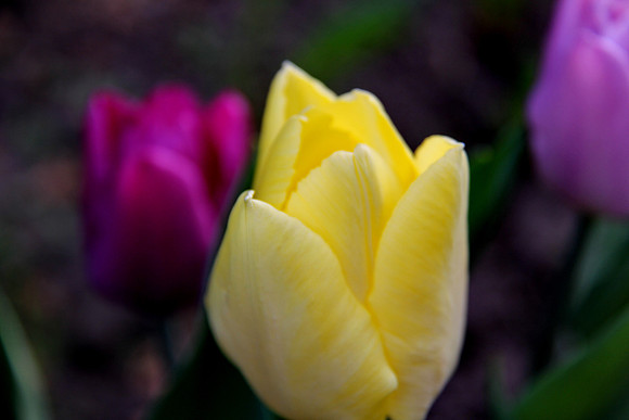 Tulip