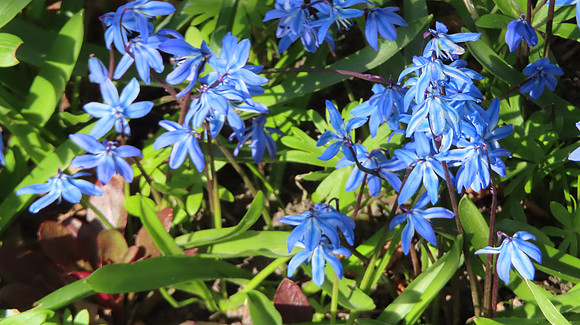 Scilla