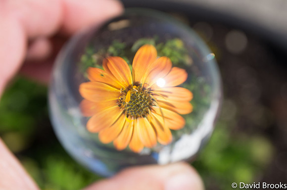 African Daisy