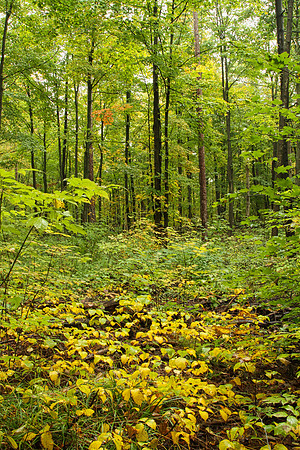 Hollidge Tract Oct 5/21