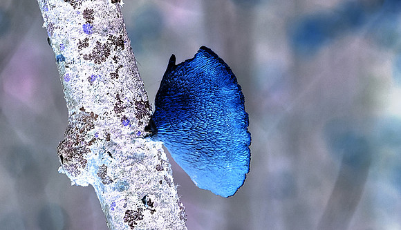 Invert Special Effect