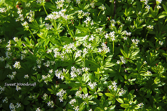 Sweet Woodruff