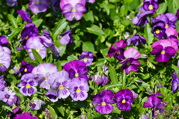 Oshawa Botanical Gardens Aug 2/2021