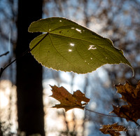 Leaf Blocking Sun