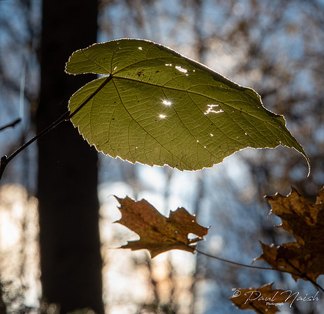 Leaf Blocking Sun