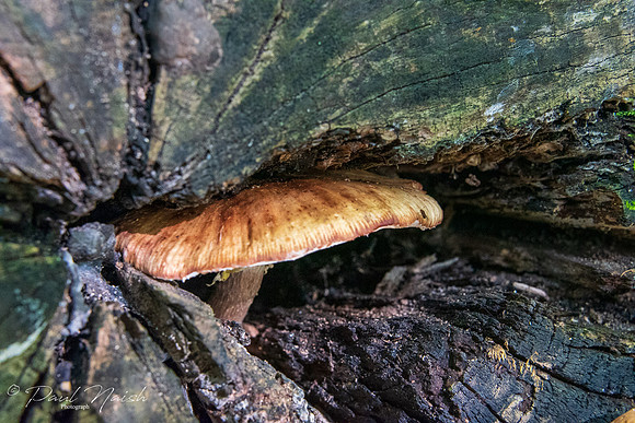 Gill Mushroom Group