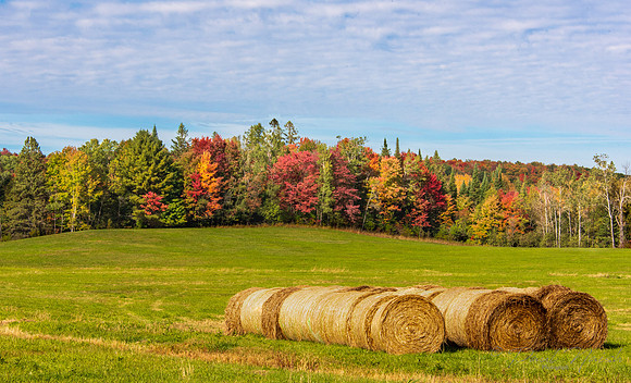 Hay In