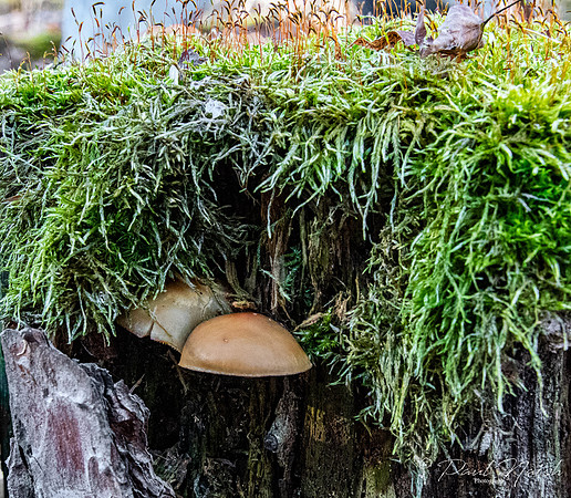 Magic Mushrooms