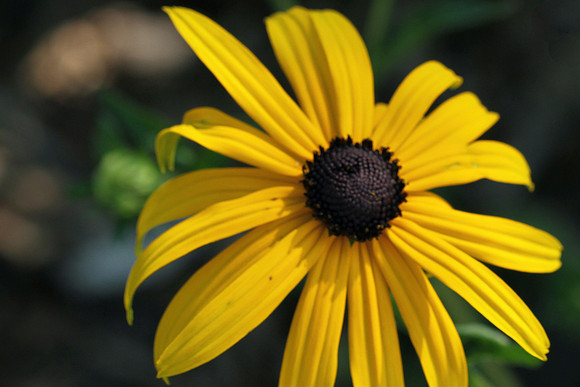 Oshawa Botanical Gardens Aug 2/2021