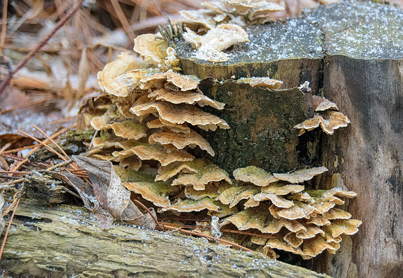 Fungus