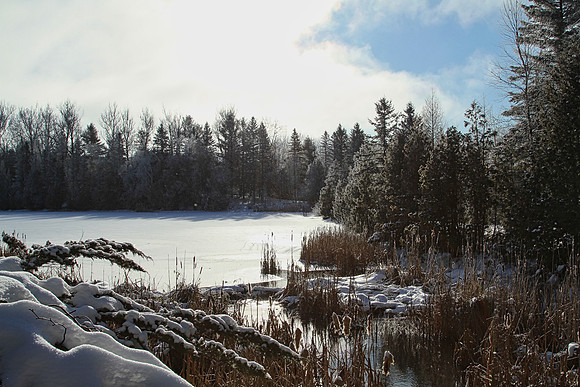 Secord Forest & Wildlife Jan 8/21