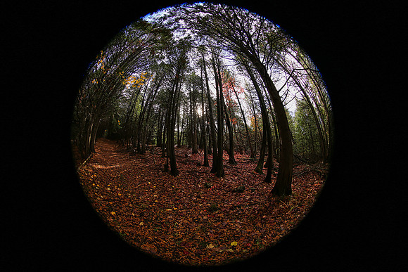 Pefferlaw Creek Farms Oct 20/2020
