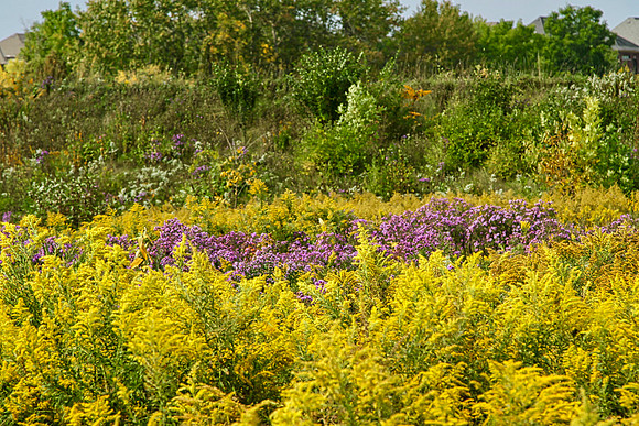 Stouffville Reservoir Sept 28/2020