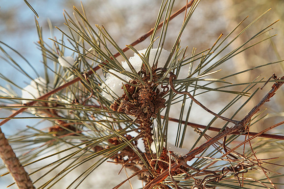 Uxbridge Countryside Trails Jan 25/22