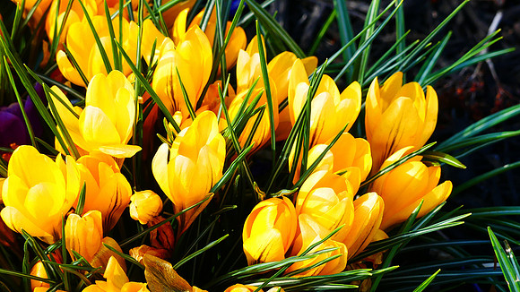 A Crocus Blaze