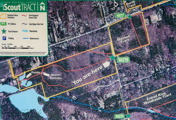 Mitchell and Scout Tracts - York Regional Forest