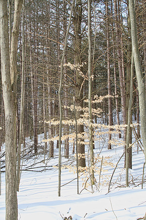 Hollidge Tract (entrance Ninth Line) Feb 10/21