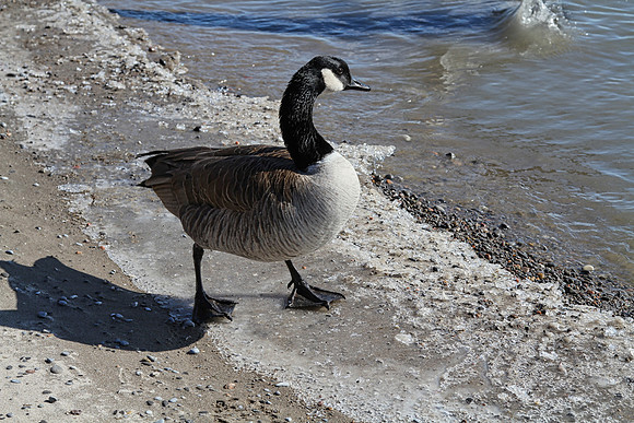 Lynde Shores Mar 5/2021