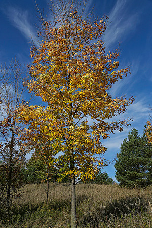 Purple Woods Conservation Area Oct 12/2021