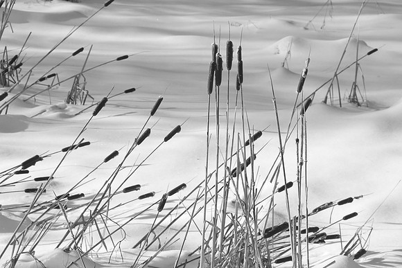 Winter Rushes