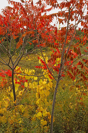 Purple Woods Conservation Area Oct 13/2020