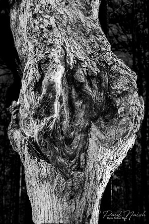 Clarke Tract - York Regional Forest