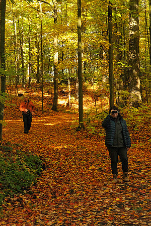 Purple Woods Conservation Area Oct 13/2020