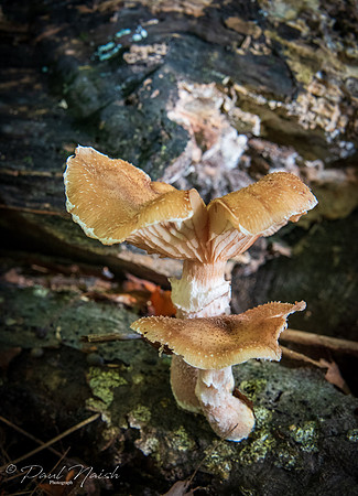 Gill Fungi Group