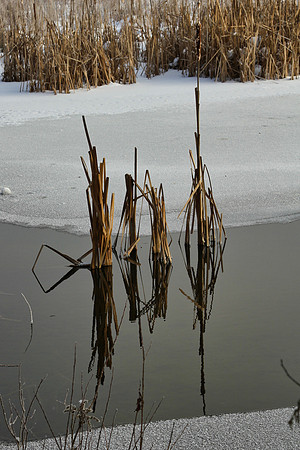 Secord Forest & Wildlife Jan 8/21
