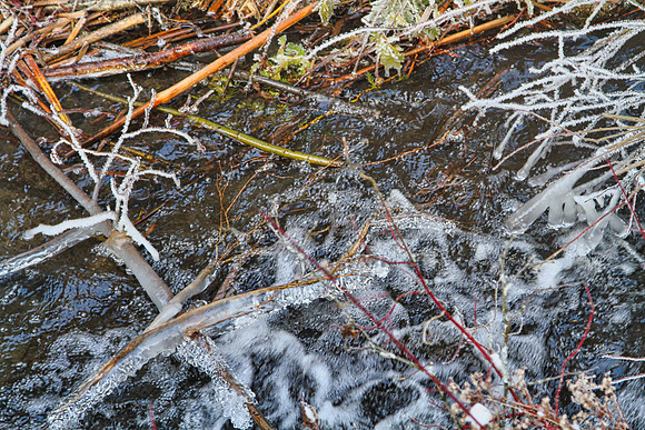 Secord Forest & Wildlife Jan 8/21