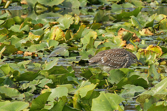 Lynde Shores Sept 15/2020