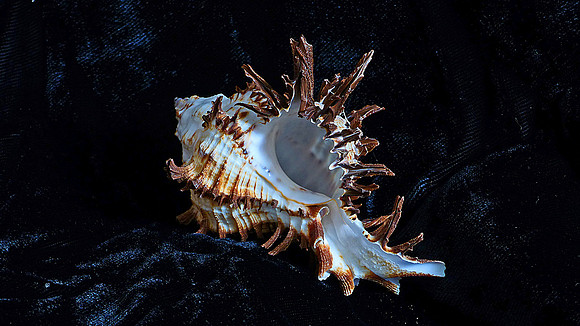 A spiky Shell