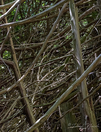 Dead Wood