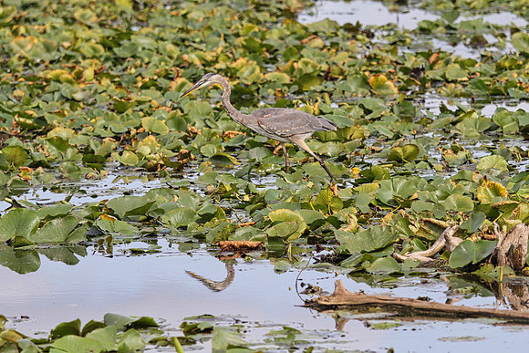 Lynde Shores Sept 15/2020