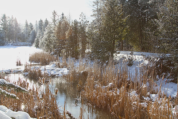Secord Forest & Wildlife Jan 8/21