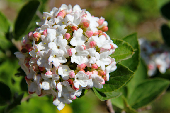 Korean Spice Viburnum