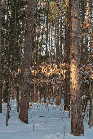 Uxbridge Countryside Trails Jan 25/22