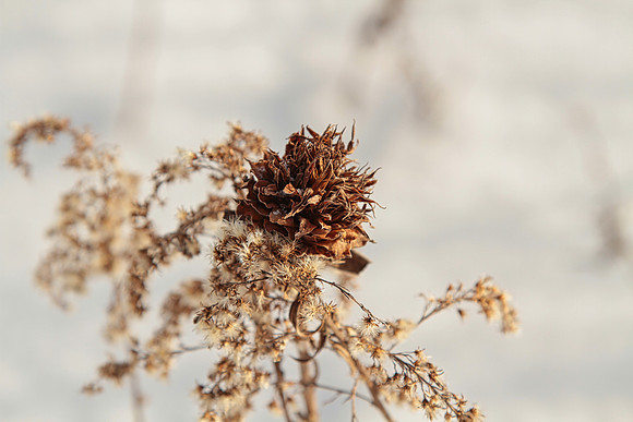 Uxbridge Countryside Trails Jan 25/22