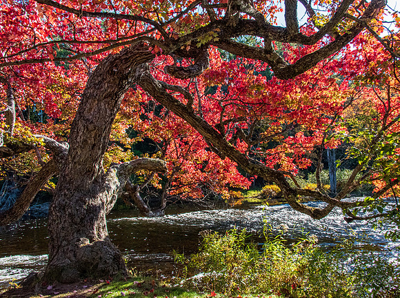 The Giving Tree