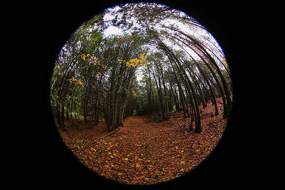 Pefferlaw Creek Farms Oct 20/2020