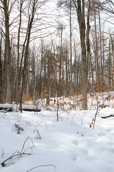 Hollidge Tract (entrance Ninth Line) Feb 10/21