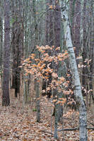 Walker Woods Nov 20/2020