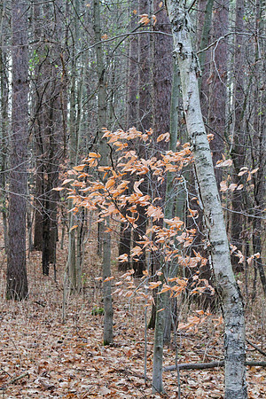 Walker Woods Nov 20/2020