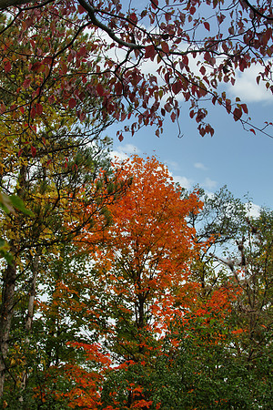 Rouge National Urban Park, Coyote Trail