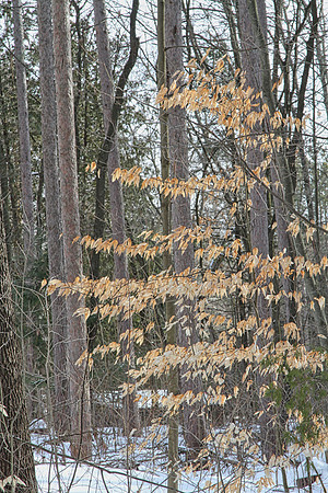 Hollidge Tract (entrance Ninth Line) Feb 10/21