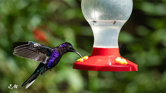 Violet Sabrewing Hummingbird