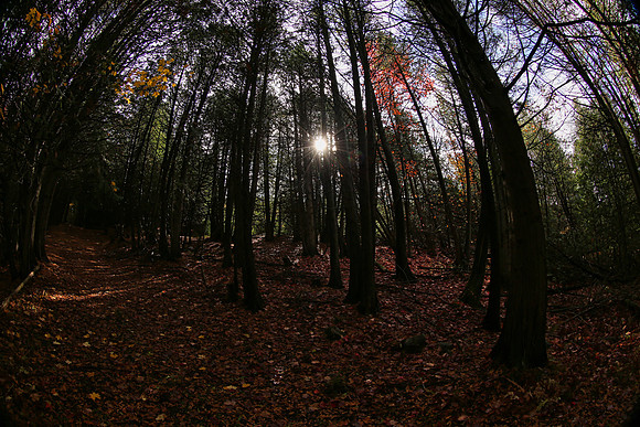 Pefferlaw Creek Farms Oct 20/2020