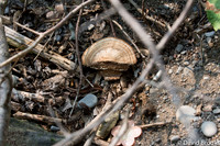 fungi and trash